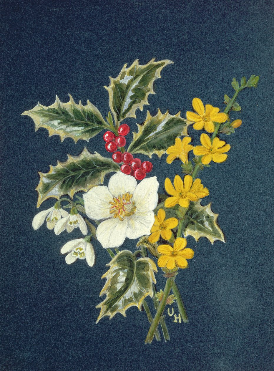 Acebo, rosa de Navidad, campanilla de invierno y jazmín de invierno de Ursula Hodgson