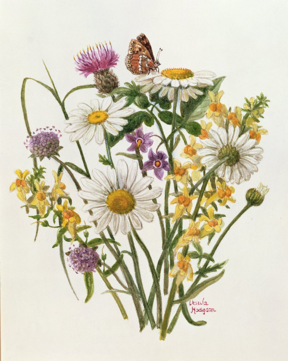 Knapweed, margarita de ojo de buey y lino de sapo de Ursula Hodgson