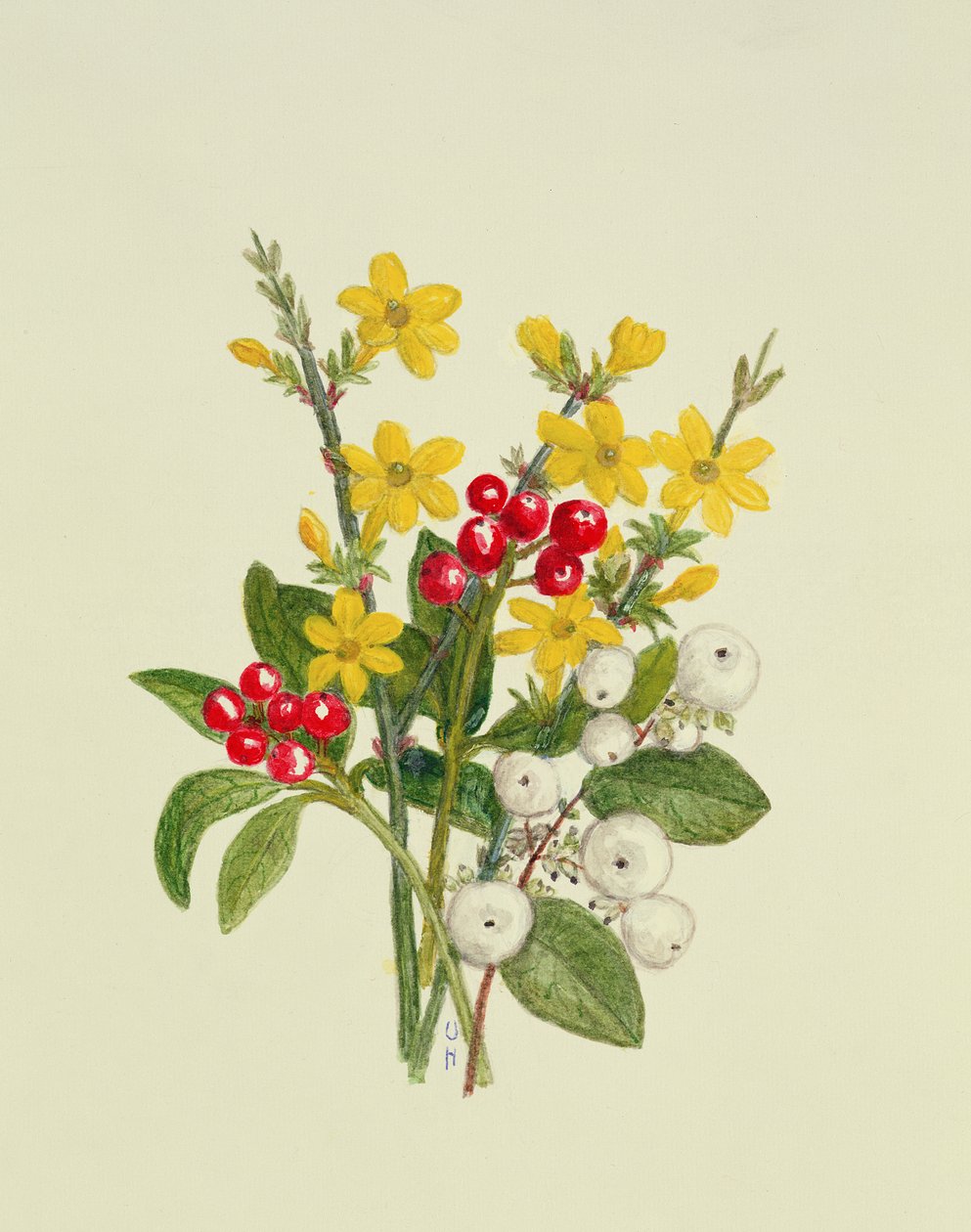 Bayas de nieve, cornejo y jazmín de Ursula Hodgson