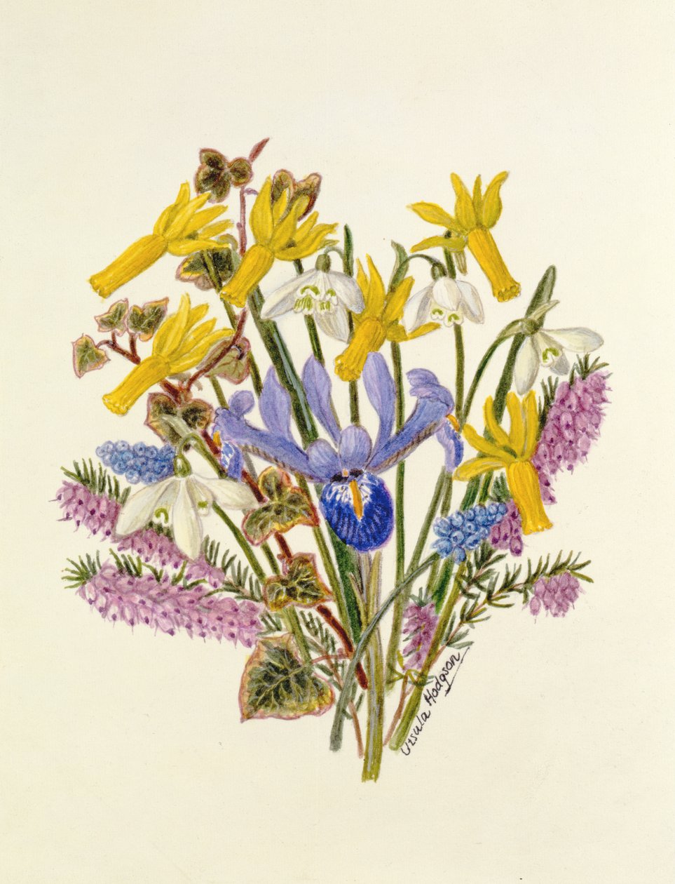 Campanilla de invierno, Narcissus Cyclamineus, Iris Reticulata y jacinto de uva de Ursula Hodgson