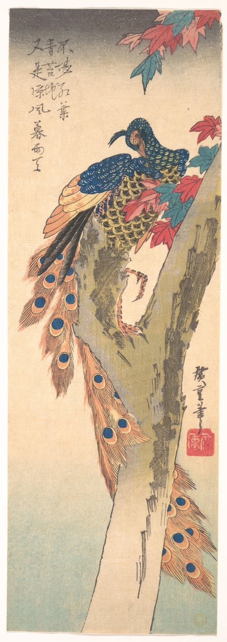 Un pavo real posado en un arce de Utagawa Hiroshige