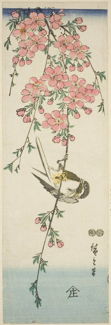 Carbonero común y flores de cerezo de Utagawa Hiroshige