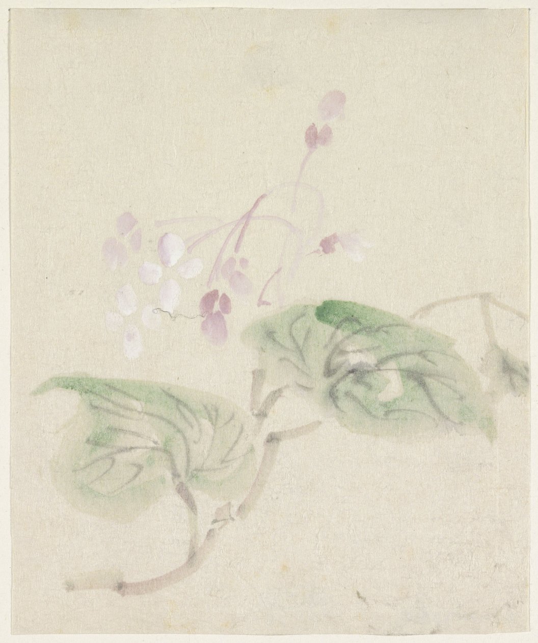 Glicinia rosa de Utagawa Kuniyoshi
