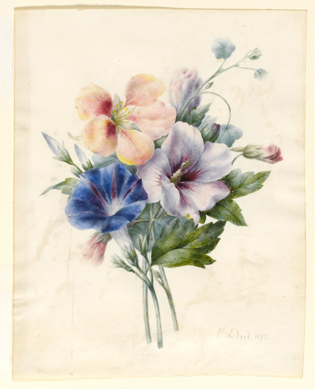 Flores incluyendo convolvulus azul, 1836 de V. Medard