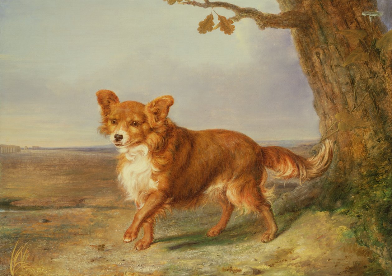 Retrato de un perro en un paisaje italiano de Vallati