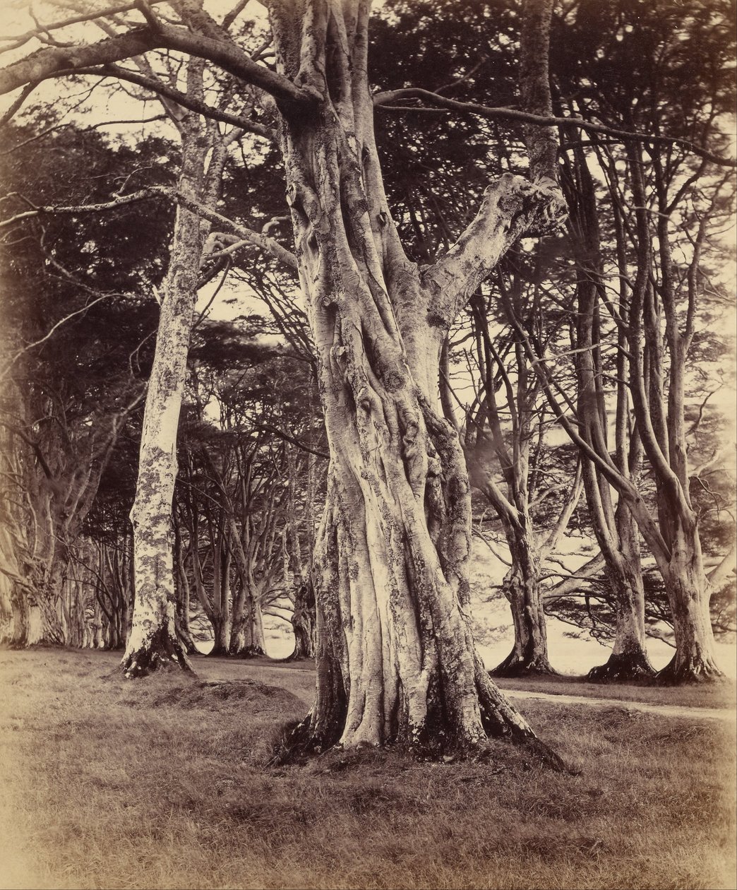 Árboles de haya, Inveraray de Vernon Heath