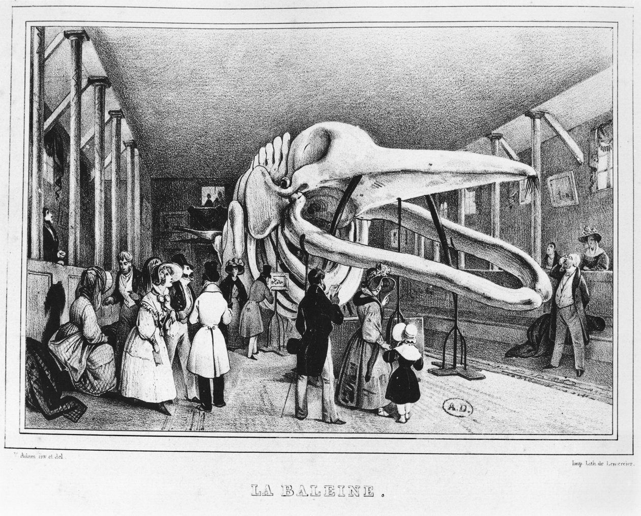 La ballena en el Museo de Historia Natural en París, c.1840 de Victor Adam
