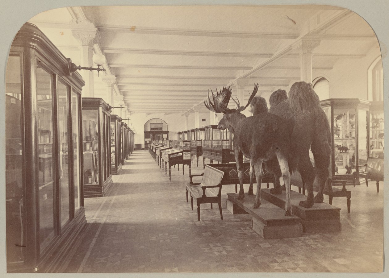 Pl. II. Planta baja: Mamíferos de Victor Prevost, Gaston L. Feuardent and Co., New York