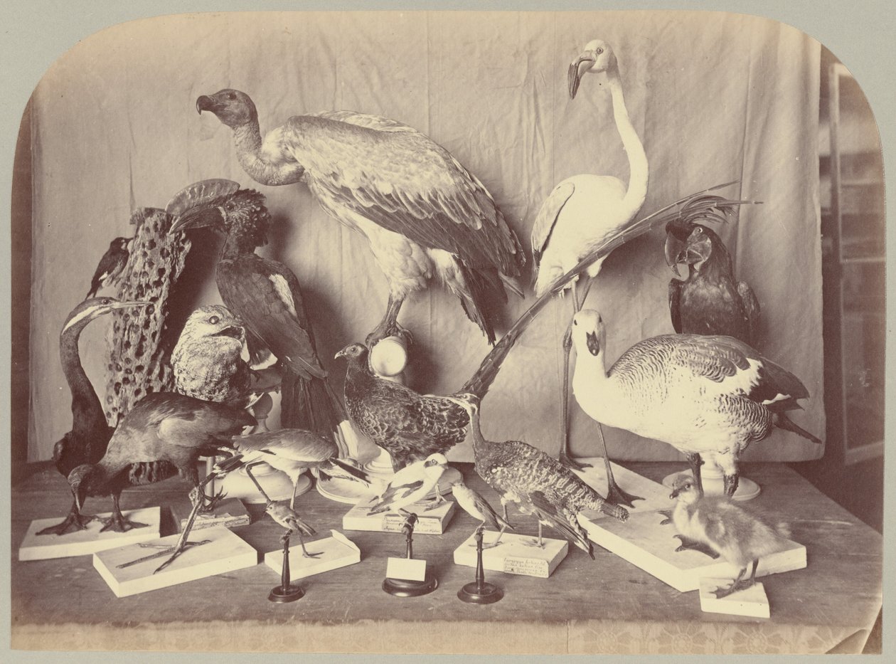 Pl. XIII. Pájaros de Victor Prevost, Gaston L. Feuardent and Co., New York