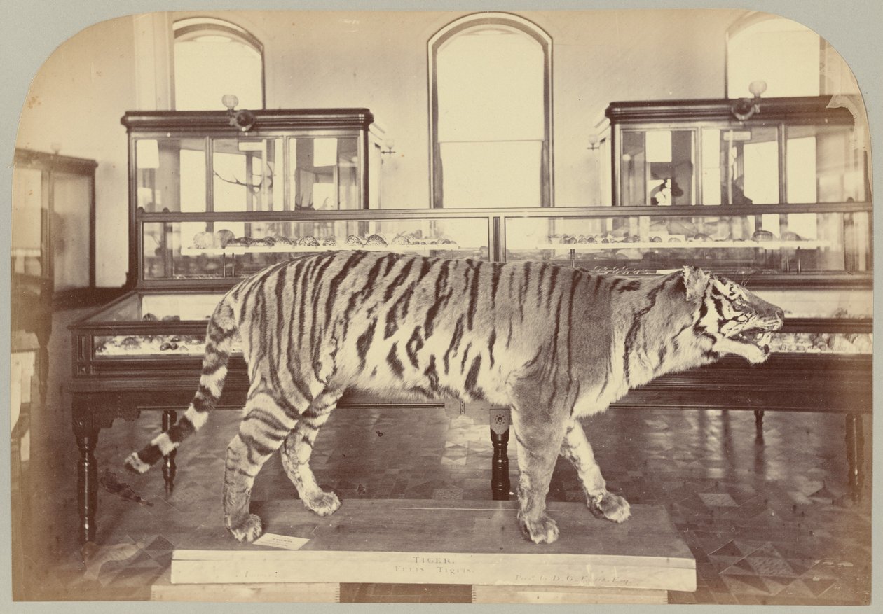 Pl. XI. Tigre de Bengala de Victor Prevost, Gaston L. Feuardent and Co., New York