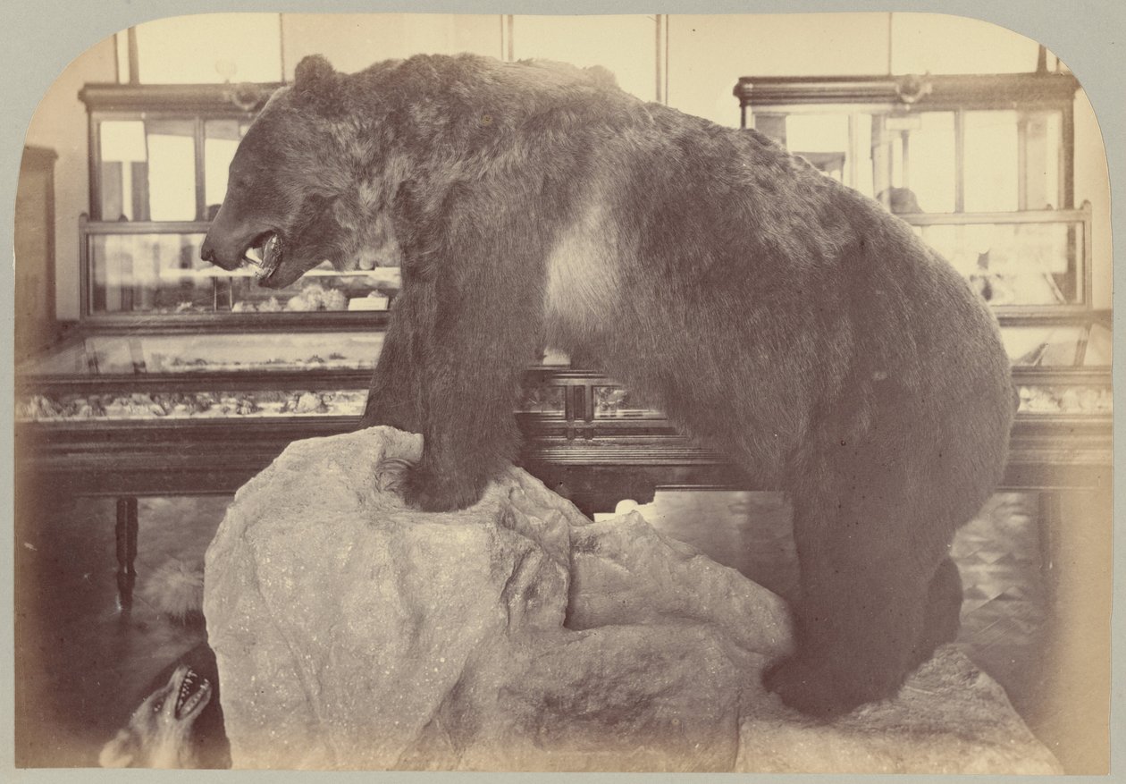 Pl. X. Oso Grizzly de Victor Prevost, Gaston L. Feuardent and Co., New York
