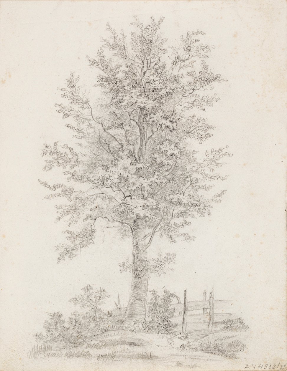 Árbol de hoja ancha de Victoria Åberg