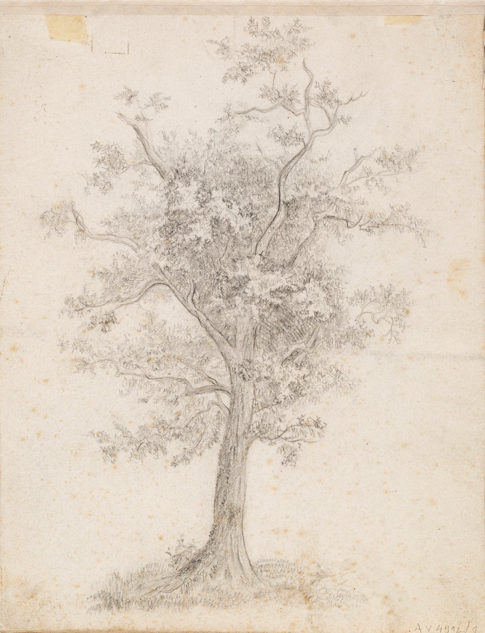 Árbol de hoja ancha de Victoria Åberg