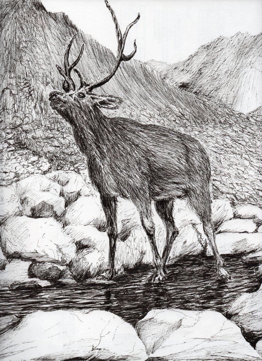 Ciervo, 2011 de Vincent Alexander Booth