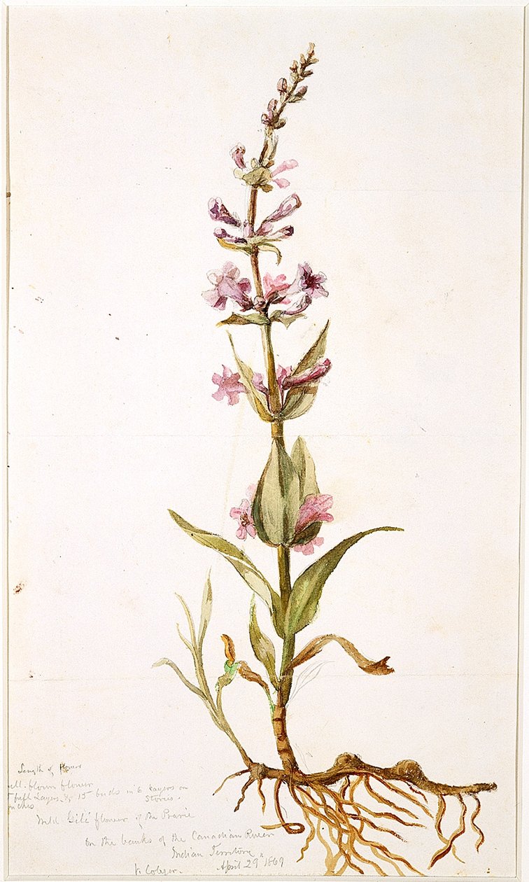 Flor silvestre de Gili de la pradera en las orillas del río Canadian, Territorio Indio, 1869 de Vincent Colyer