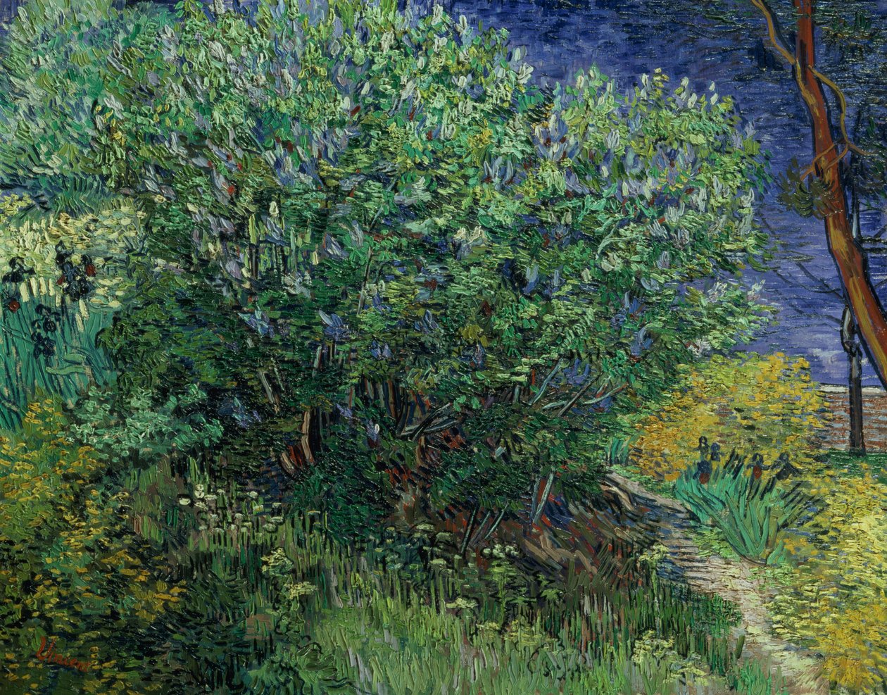Arbusto de lilas, 1889 de Vincent van Gogh