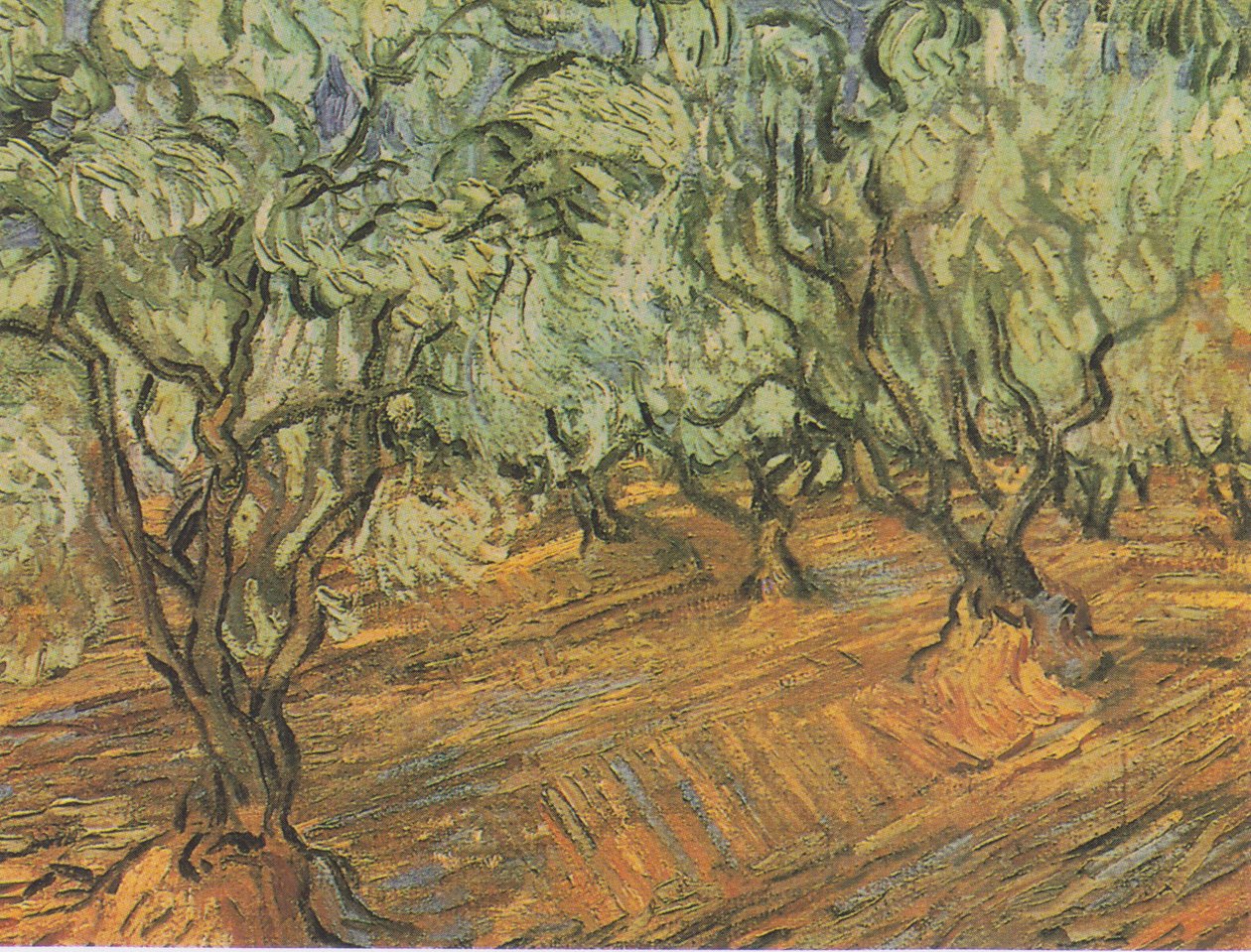 Olivares con cielo azul de Vincent van Gogh