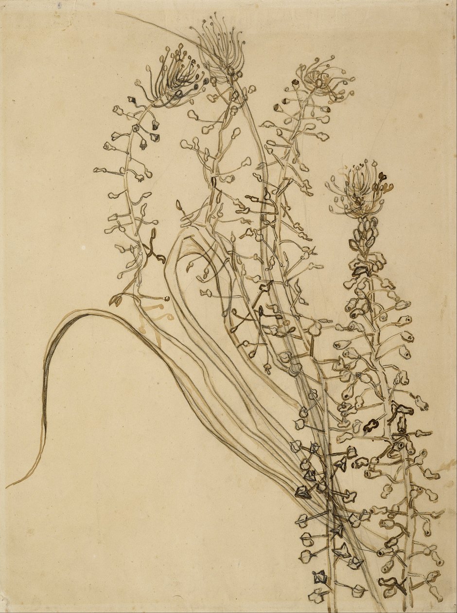 Jacinto de borla de Vincent van Gogh