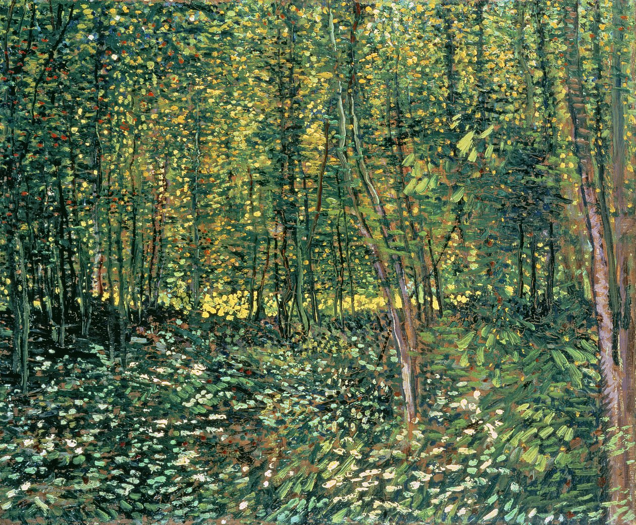 Árboles y maleza, 1887 de Vincent van Gogh