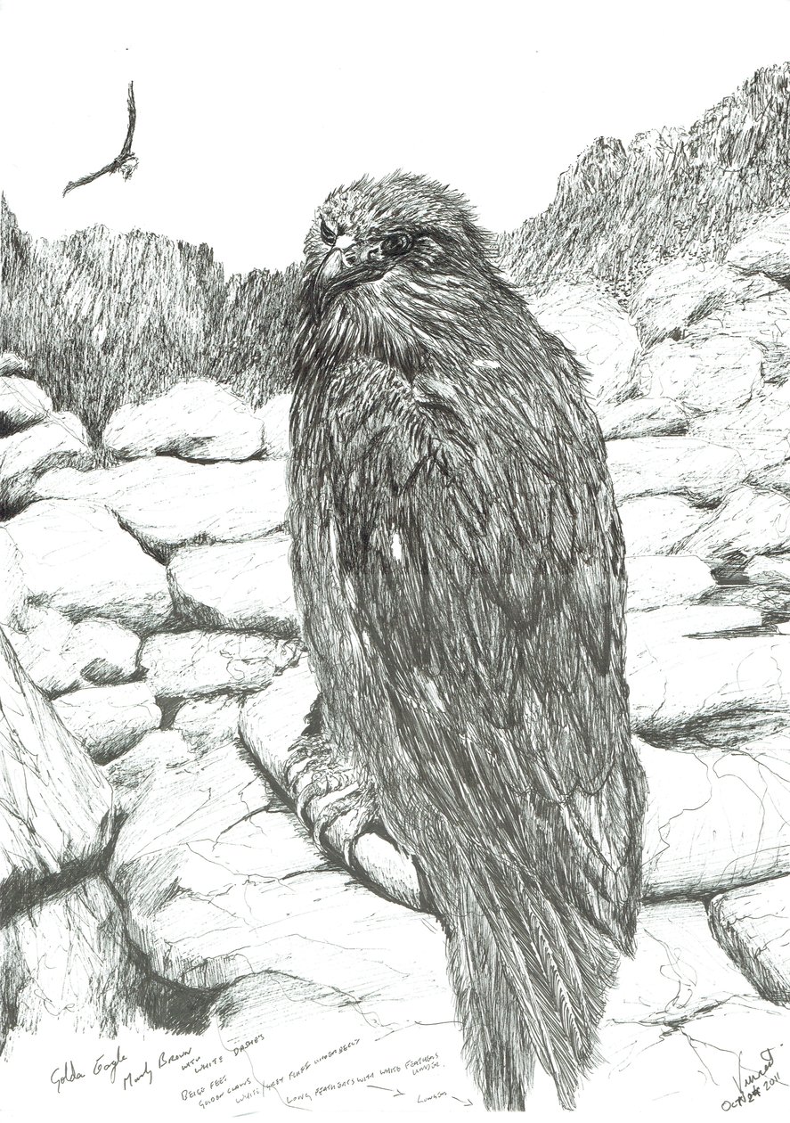 Águilas de las Tierras Altas, 2011 de Vincent Alexander Booth