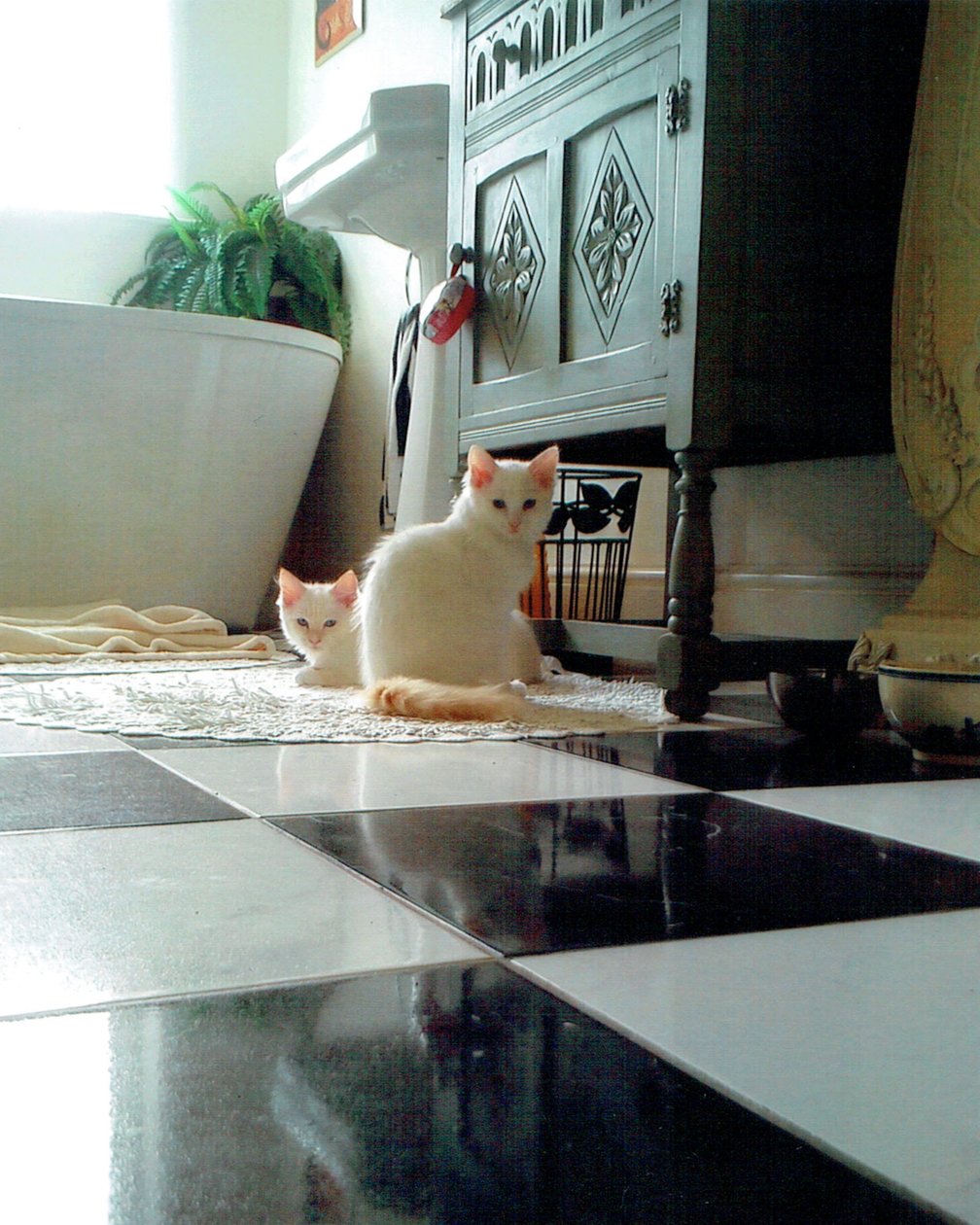 Gatitos de Vincent Alexander Booth