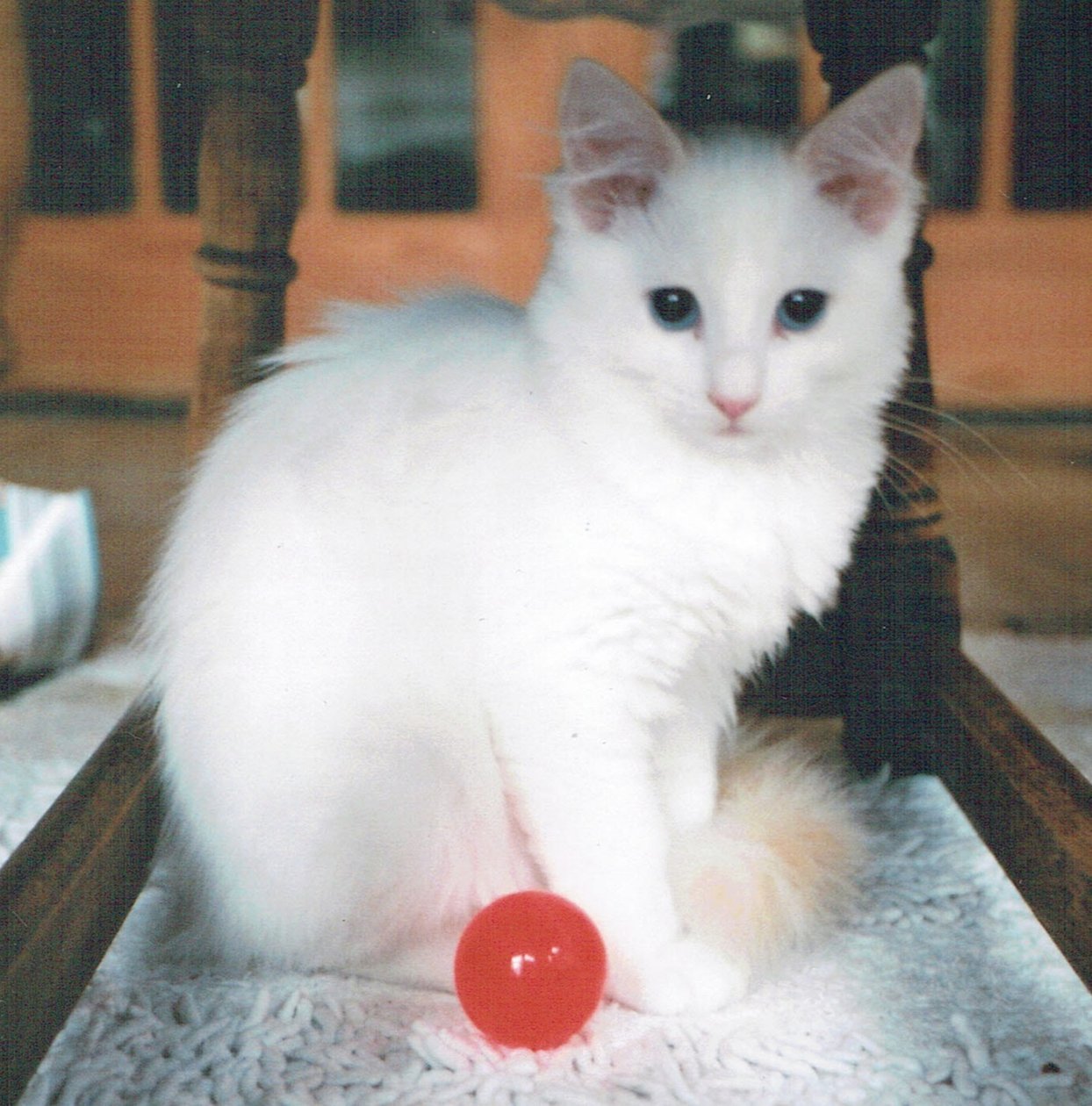 Chico de la pelota roja de Vincent Alexander Booth