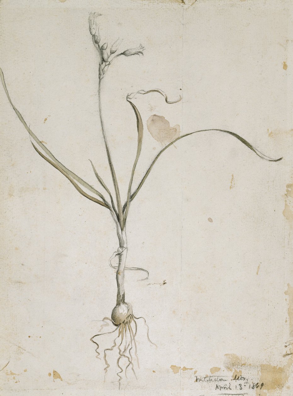 Flor y bulbo, montañas Wichita, 13 de abril de 1869 de Vincent Colyer