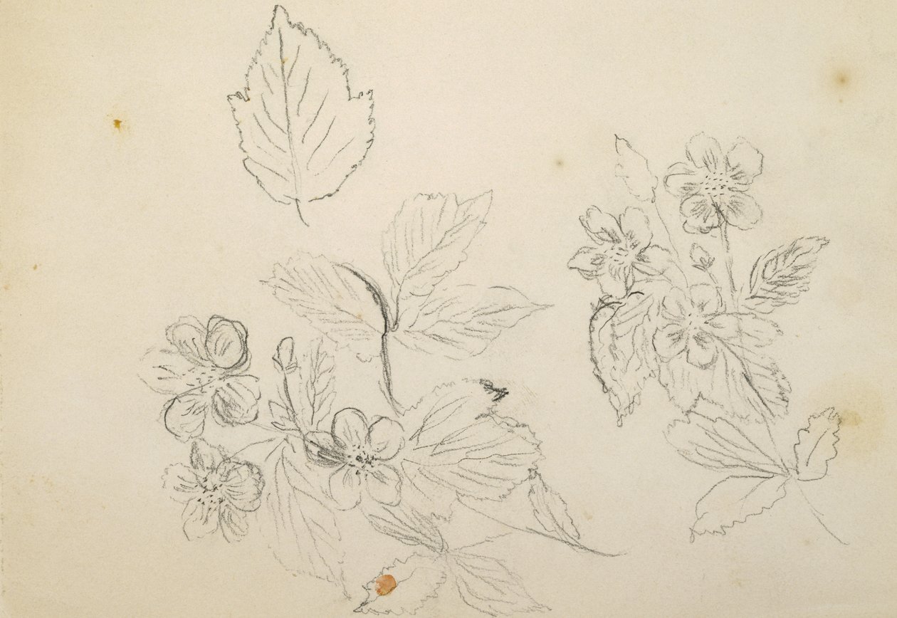Recto: Estudio de flores, 1869-1871 de Vincent Colyer