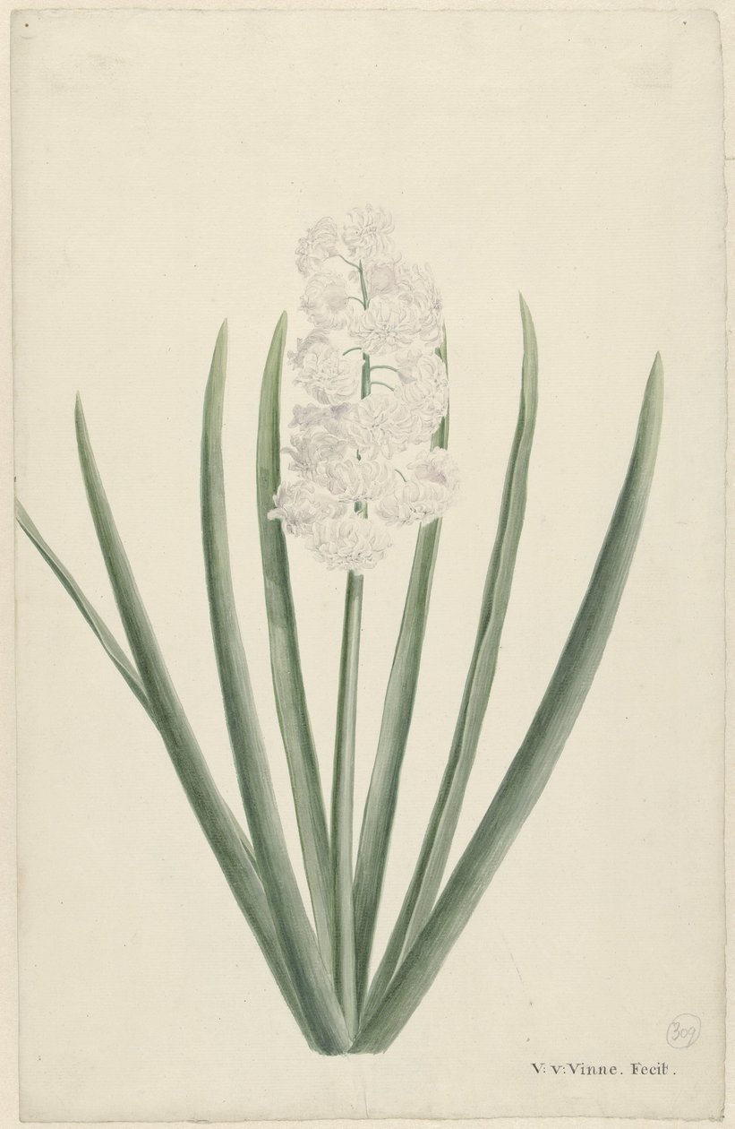 Jacinto blanco de Vincent Jansz. van der Vinne