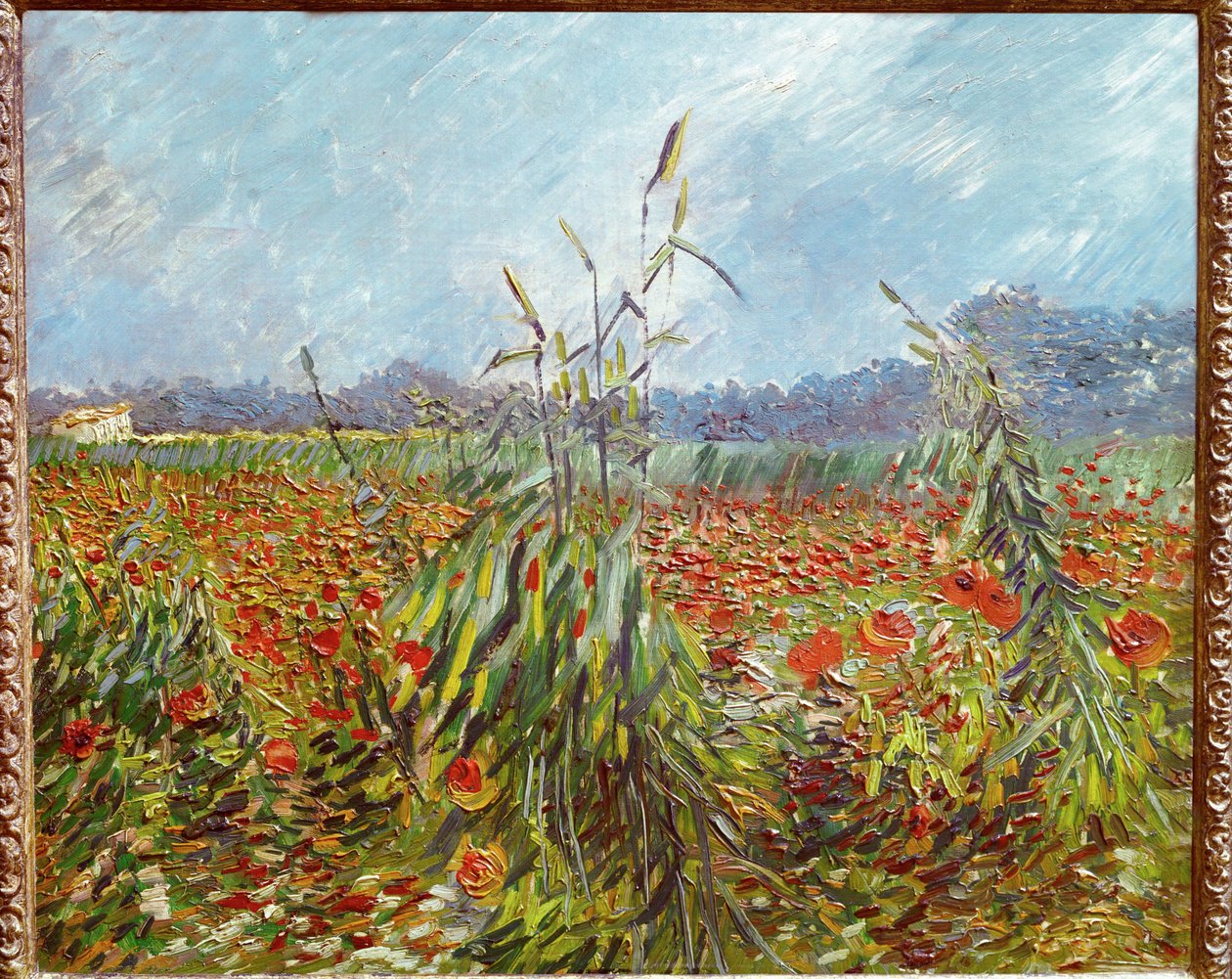 Campos de maíz y amapolas (óleo sobre lienzo) de Vincent van Gogh
