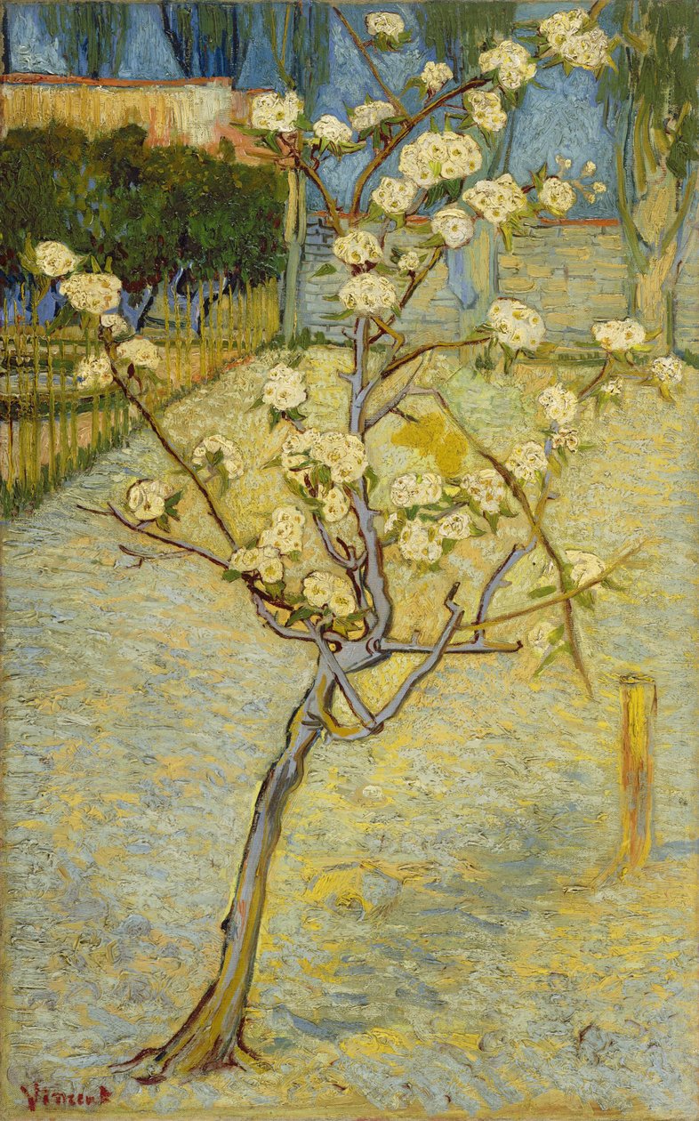 Pequeño peral en flor de Vincent van Gogh