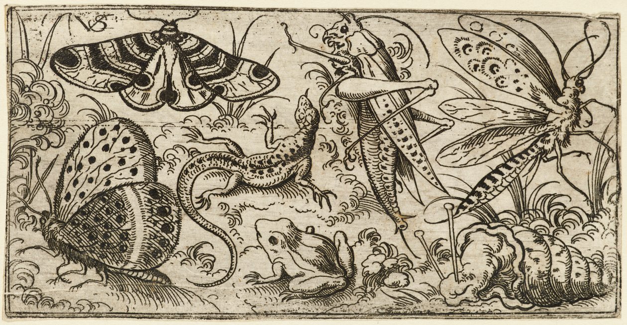 Grupo de insectos y animales en un suelo llano con hierba..., 1530 - 1562 de Virgil Solis