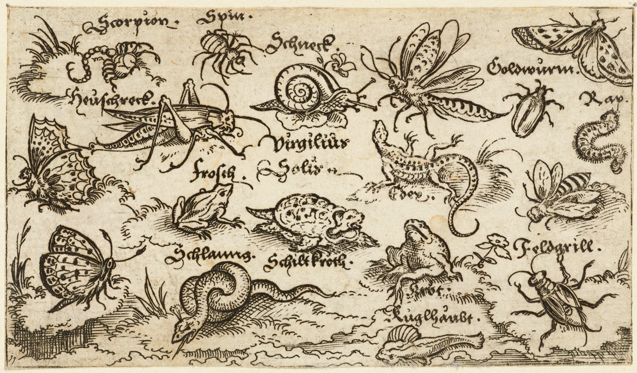 Insectos, reptiles, caracoles y peces en un terreno mínimo con agua en primer plano de Virgil Solis