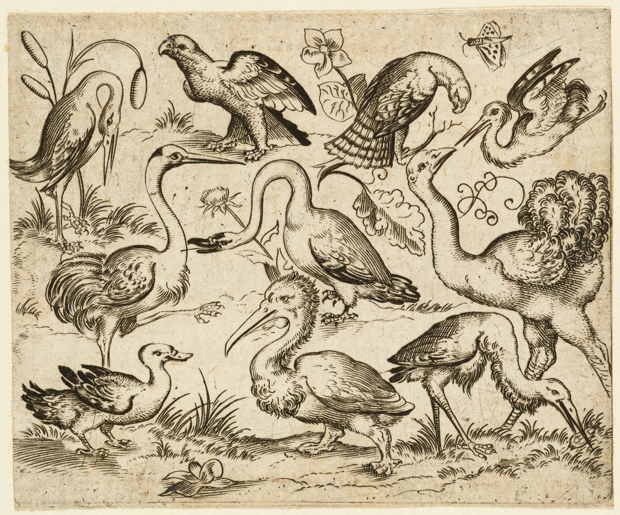 Avestruz en el lado izquierdo con nueve aves más, incluyendo una garza y un pelícano..., después de 1557 de Virgil Solis