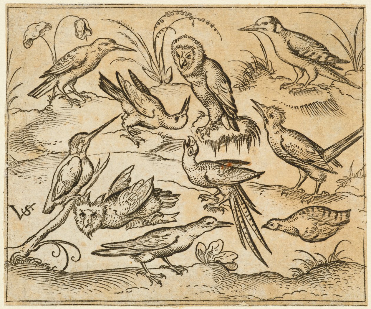 Diez pájaros sentados en ramas y parches de hierba, incluidos dos búhos y un pájaro, 1557 de Virgil Solis