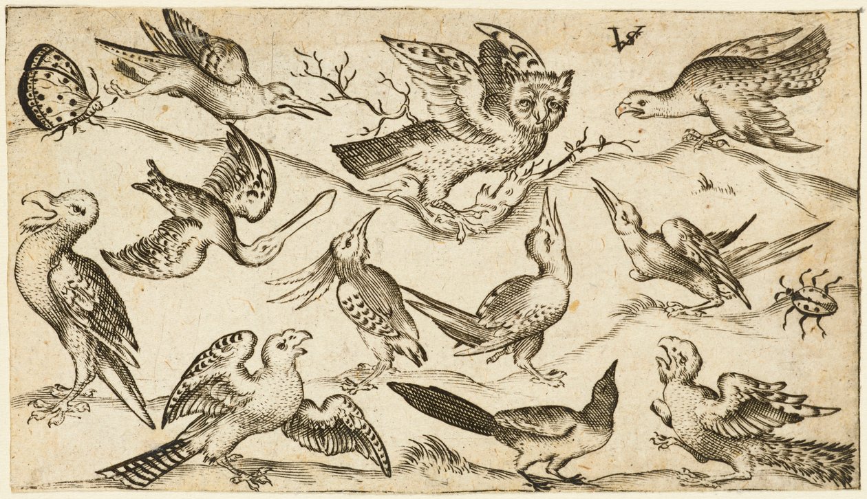 Once pájaros y dos insectos sobre un suelo mínimo con un búho con las alas extendidas sentado en una rama en el centro con otros pájaros rodeando y burlándose del búho, del Álbum I de Impresiones de Ornamentos Douce, después de 1572 (grabado sobre papel ve de Virgilius the elder (after) Solis