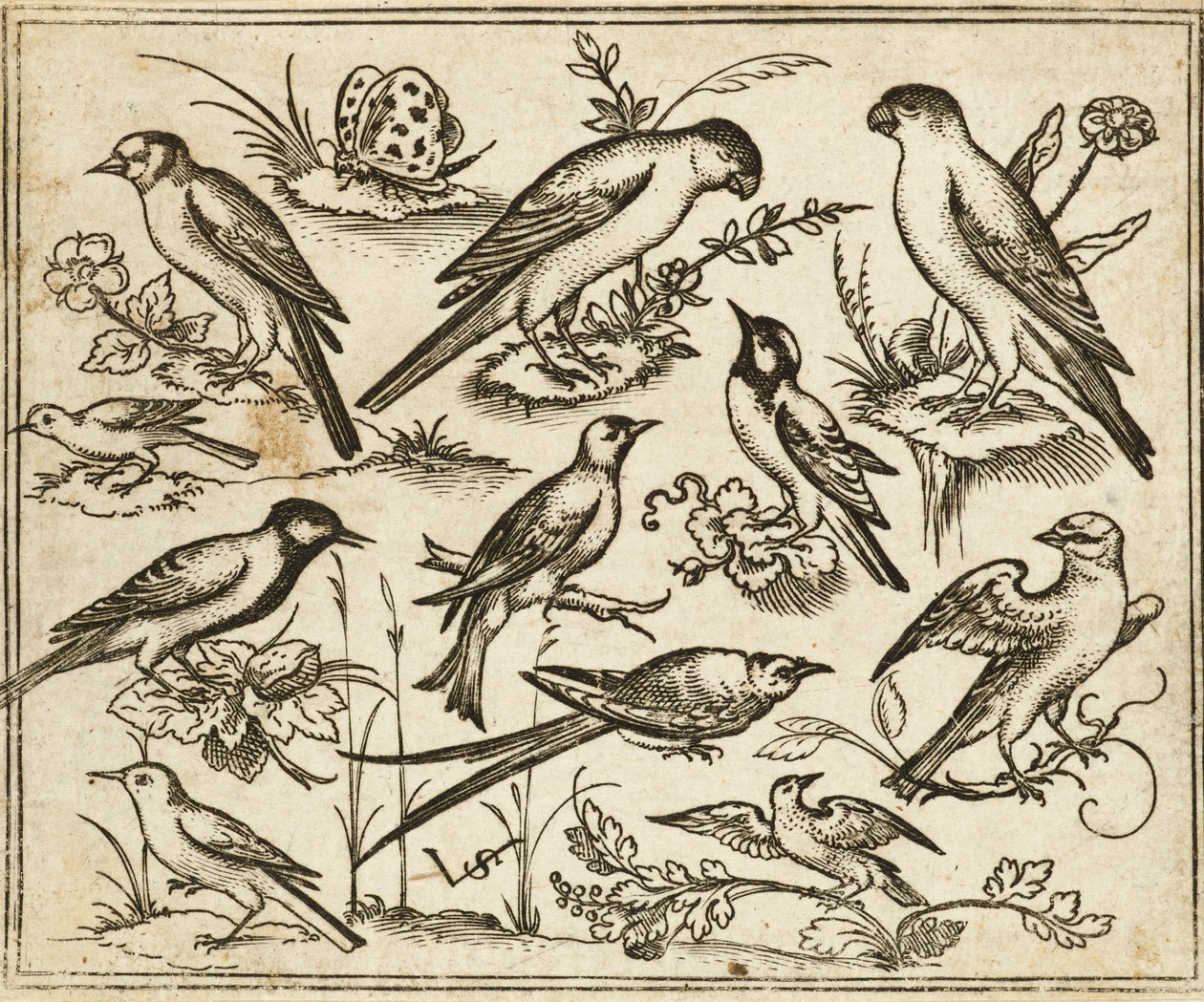 Once pájaros sentados en parches de follaje florecido y pequeñas ramas sobre un suelo mínimo con una mariposa, del Álbum I de Impresiones Ornamentales Douce de Virgilius the elder (after) Solis