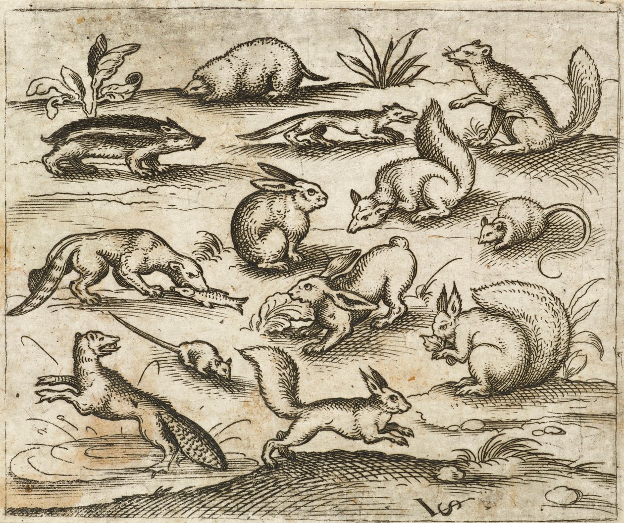 Grupo de pequeñas criaturas del bosque comiendo y corriendo alrededor de un estanque, incluyendo un ratón, un conejo, una ardilla, un mapache, una marmota, un hurón, una marta y un tejón, del Álbum I de Impresiones Ornamentales Douce de Virgilius the elder (after) Solis