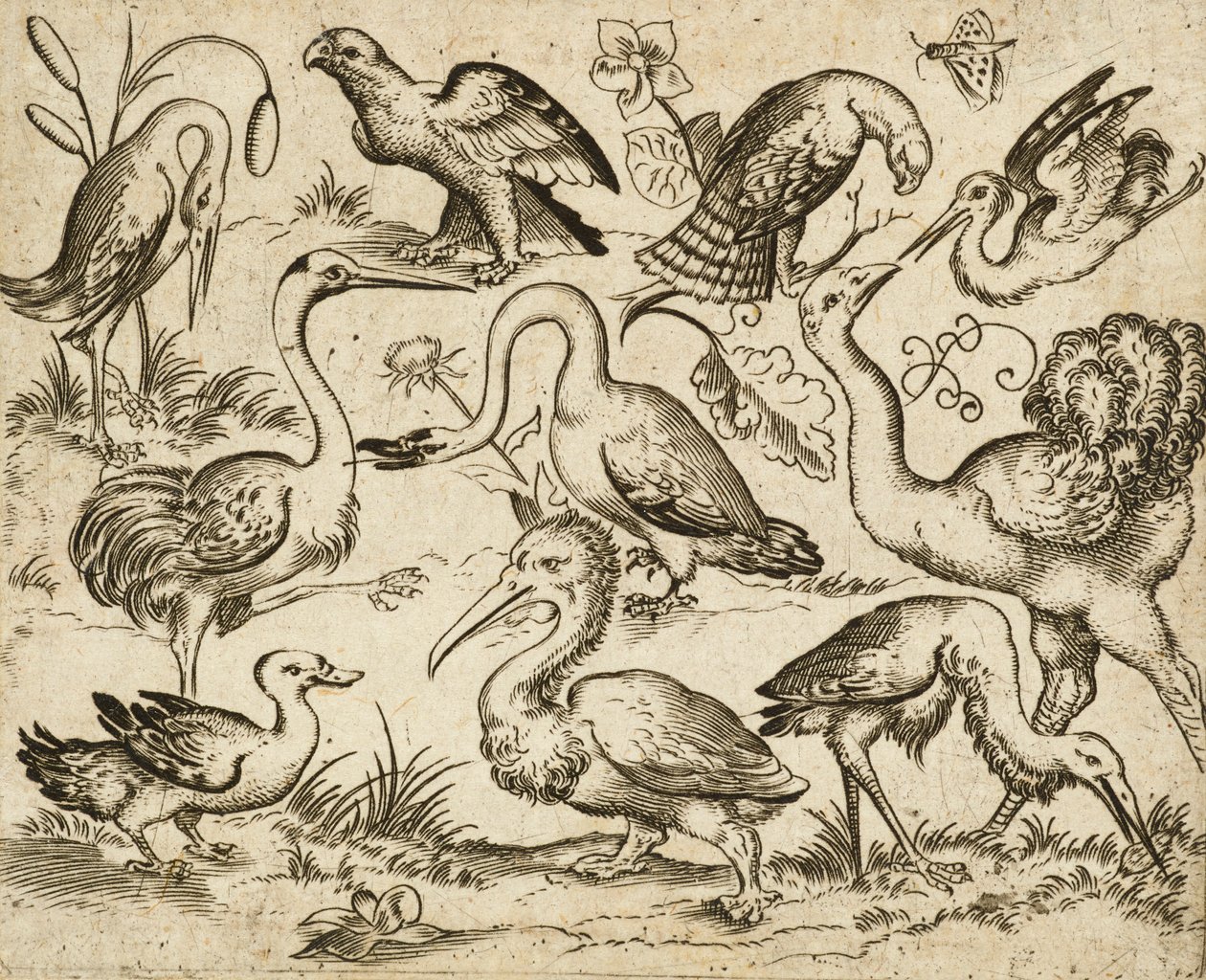 Avestruz a la izquierda con otras nueve aves, entre ellas una garza y un pelícano, representadas sobre un fondo mínimo con manchas de follaje alrededor de algunas de las aves, de Douce Ornament Prints Album I, después de 1557 (grabado y aguafuerte sobre pa de Virgilius the elder (after) Solis