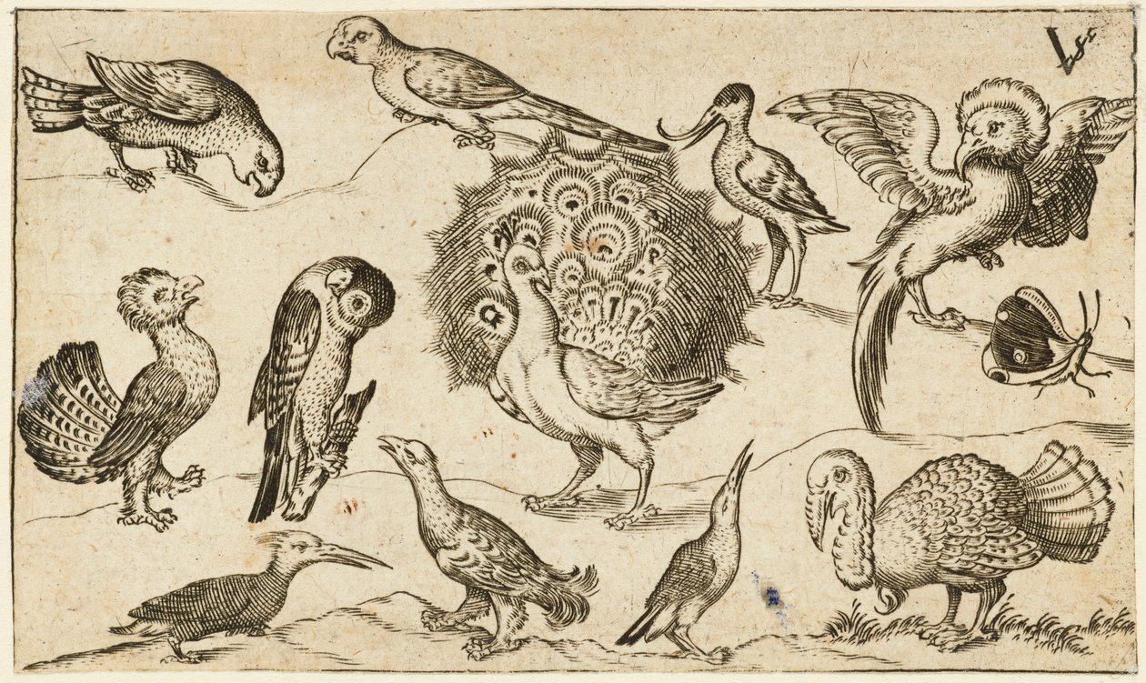 Pavo real en el centro rodeado de otros nueve pájaros, entre ellos un pavo, y una mariposa sobre un suelo mínimo con una pequeña parcela de hierba, del Álbum I de Impresiones Ornamentales Douce de Virgilius the elder (after) Solis