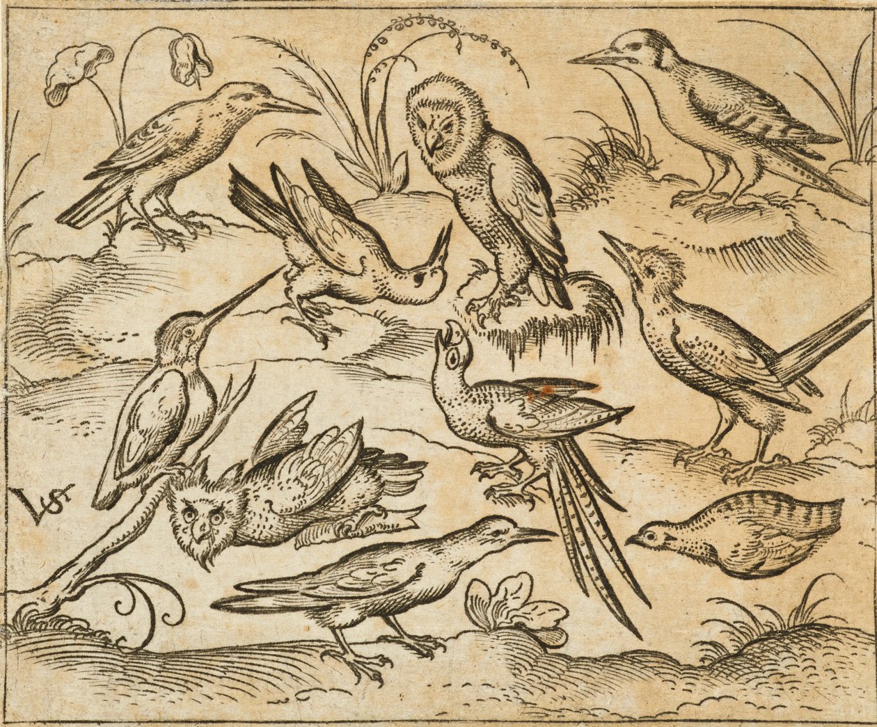 Diez pájaros sentados en ramas y parches de hierba, incluyendo dos búhos y un pájaro con largas plumas en la cola piando con la cabeza hacia atrás en el centro, de Douce Ornament Prints Album I de Virgilius the elder (after) Solis