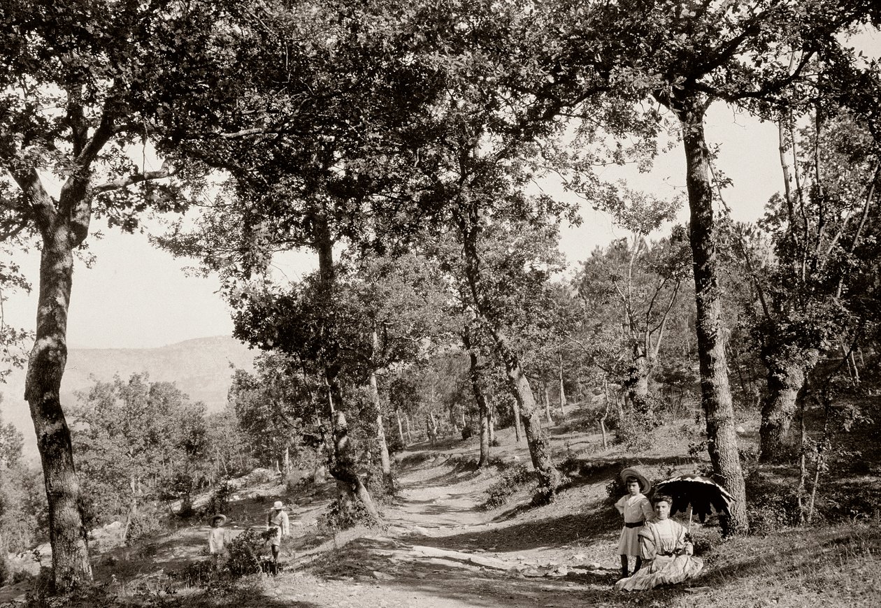 Paseo por el bosque de Vittorio Alinari