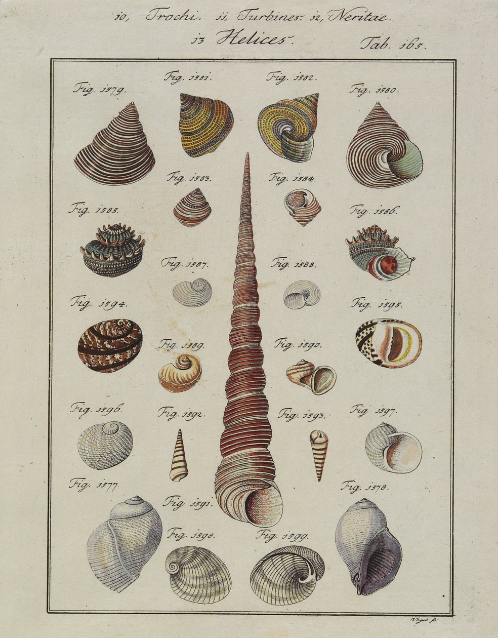 Conchas marinas: Trochi, Turbines, Neritae Helices, de Neues Systematisches Conchylien-Cabinet, 1784 de Vogel
