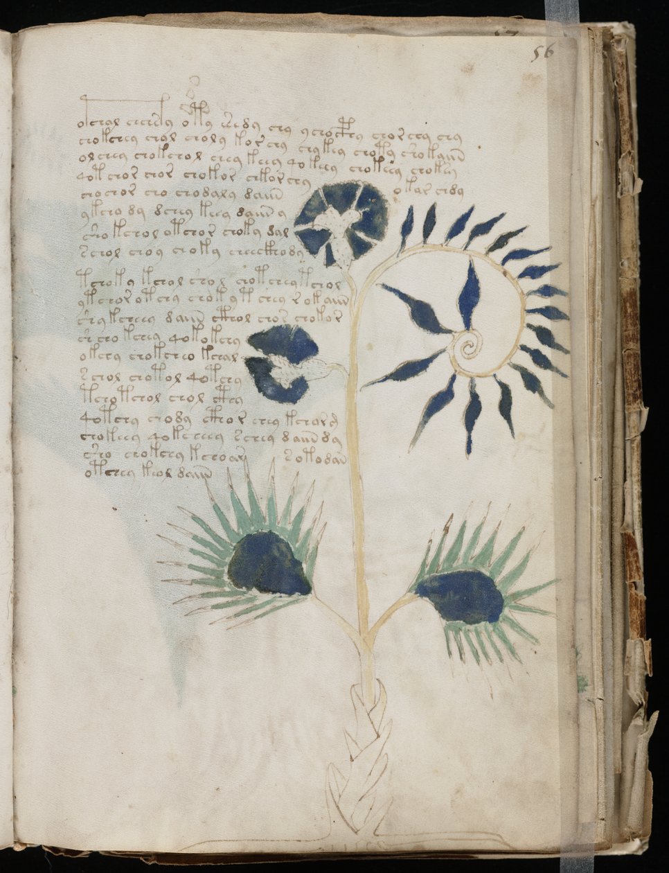 Esta página del manuscrito Voynich podría mostrar una de las ilustraciones más antiguas de una Drosera de Voynich manuscript