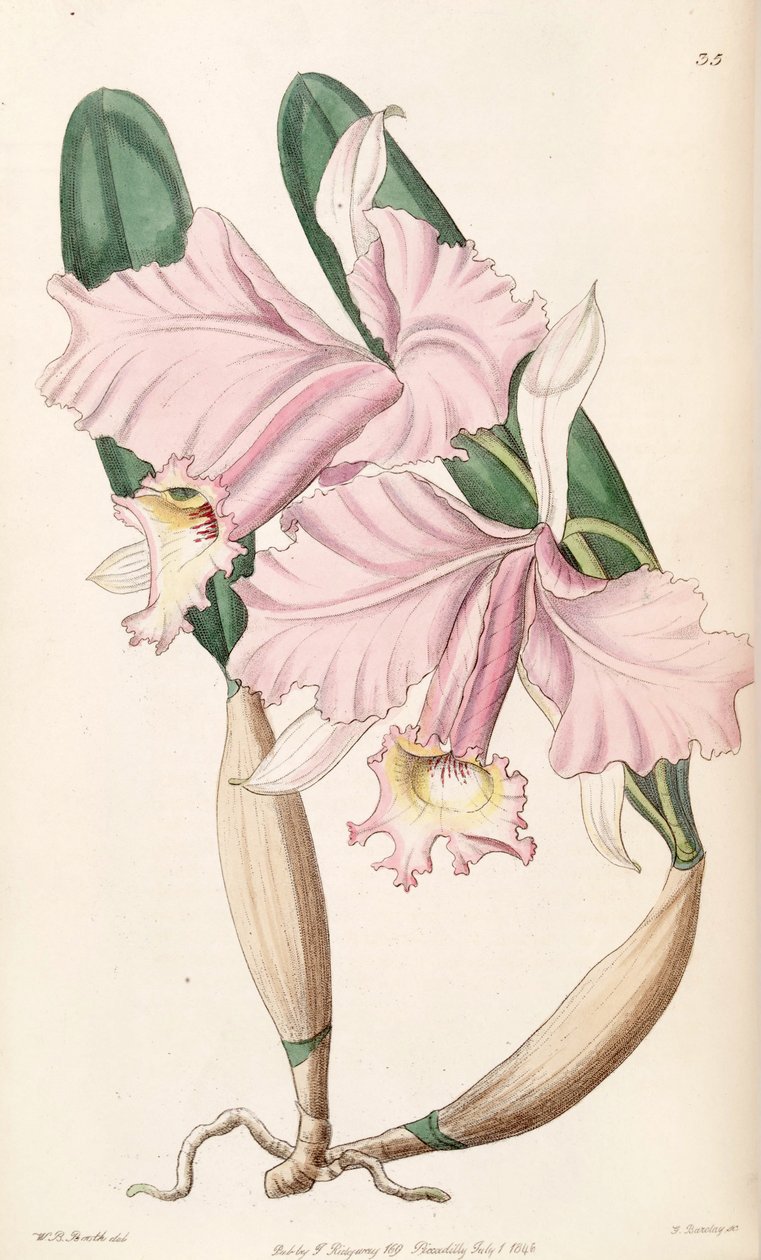 Cattleya labiata de W. B. Booth