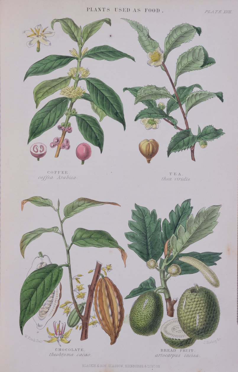 Café, Té, Chocolate y Fruta del Pan, lámina de un estudio botánico, grabado por J. Bishop, 1872 de W.H. Fitch