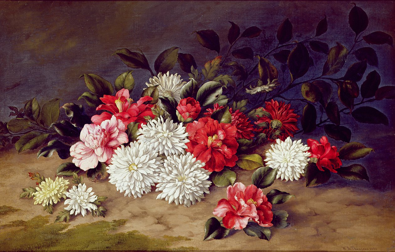 Naturaleza muerta de crisantemos y camelias, 1883 de W. R. Thompson