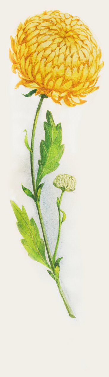 Flor de crisantemo, dibujo de John Ward Dunsmore