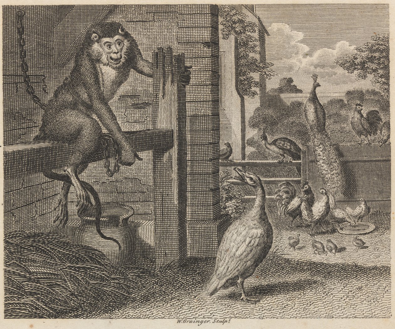 El babuino y las aves de corral de W. Grainger