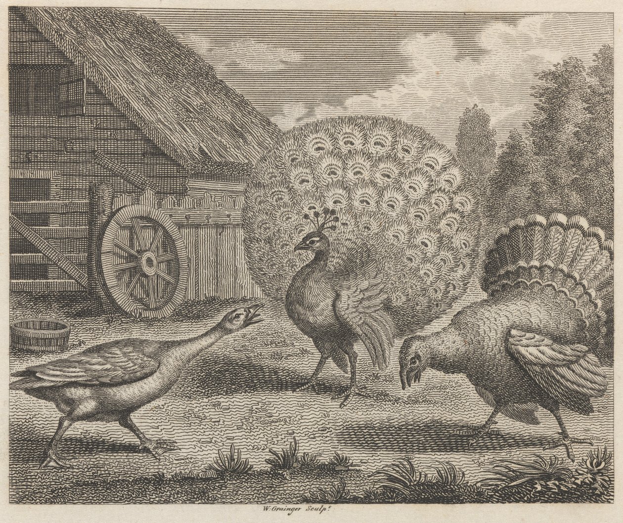 El pavo real, el pavo y la oca de W. Grainger